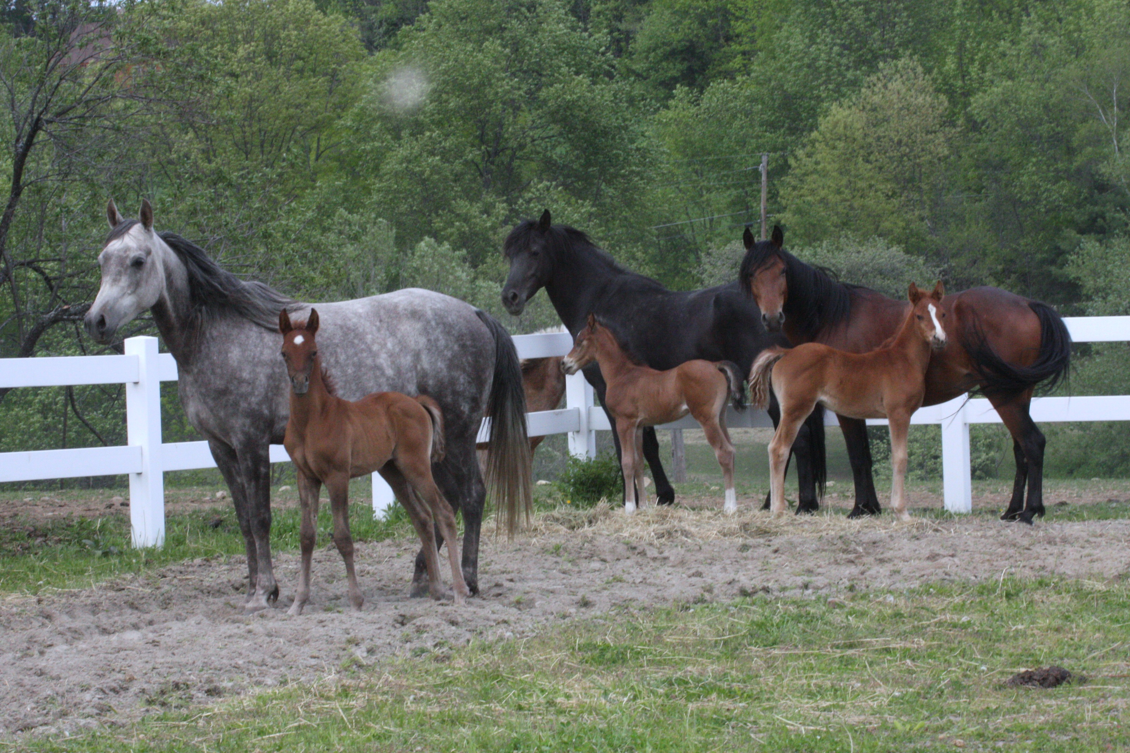 2008MARESANDFOALS.JPG